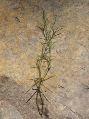 Najas guadalupensis