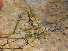 Najas guadalupensis