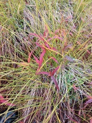 Koenigia tripterocarpa