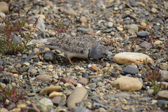 Thinocorus rumicivorus