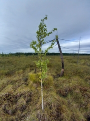Betula platyphylla