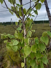 Betula platyphylla
