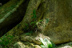 Barkeria scandens