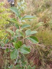 Salix abscondita