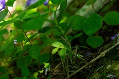 Barkeria scandens