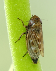 Deltocephalus pulicaris