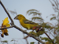 Pheucticus chrysopeplus