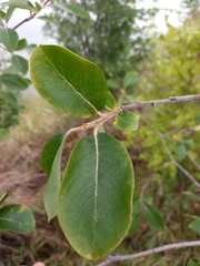 Salix abscondita