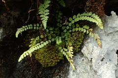 Asplenium adulterinum