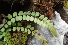 Asplenium adulterinum