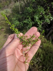 Galium angustifolium