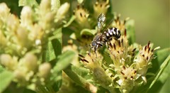 Dianthidium subparvum