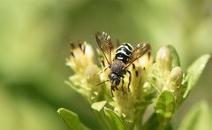 Dianthidium subparvum