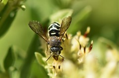 Dianthidium subparvum