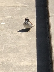 Passer domesticus