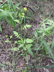 Rorippa barbareifolia