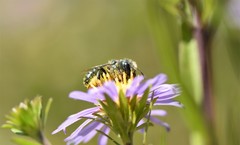 Osmia coloradensis