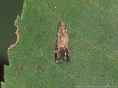 Strobisia proserpinella