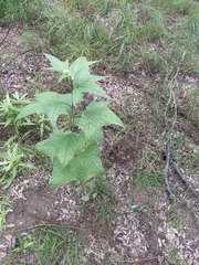 Parasenecio hastatus