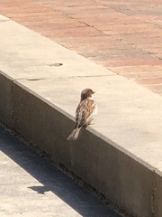 Passer domesticus
