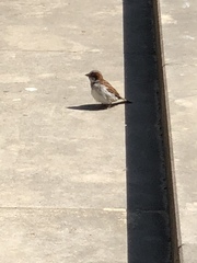Passer domesticus