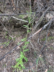 Rorippa barbareifolia