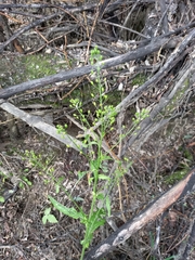 Rorippa barbareifolia