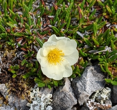 Dryas integrifolia