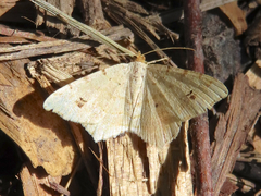 Macaria aequiferaria