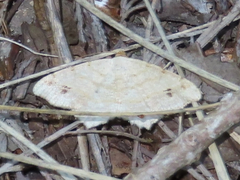 Macaria aequiferaria