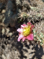 Cylindropuntia prolifera