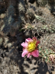 Cylindropuntia prolifera