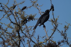 Curaeus curaeus curaeus