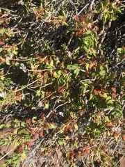 Pleurocoronis laphamioides