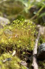 Dicranella schreberiana