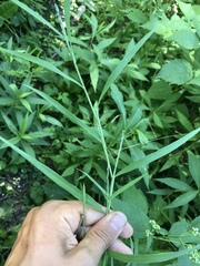 Muhlenbergia frondosa