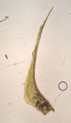 Dicranella schreberiana