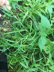 Muhlenbergia frondosa