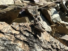 Spathalium audouinii