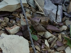 Spathalium audouinii