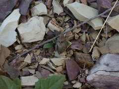 Spathalium audouinii