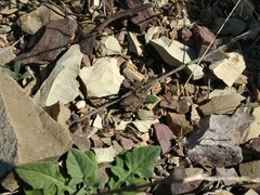 Spathalium audouinii