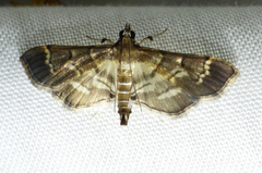 Salbia cassidalis