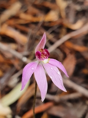 Caladenia hillmanii