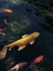 Cyprinus rubrofuscus