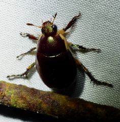 Callistethus vanpatteni