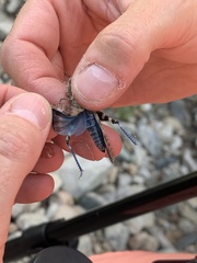 Trimerotropis cyaneipennis