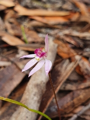 Caladenia hillmanii