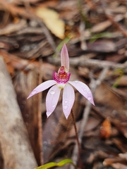 Caladenia hillmanii