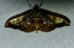 Pantographa acoetesalis